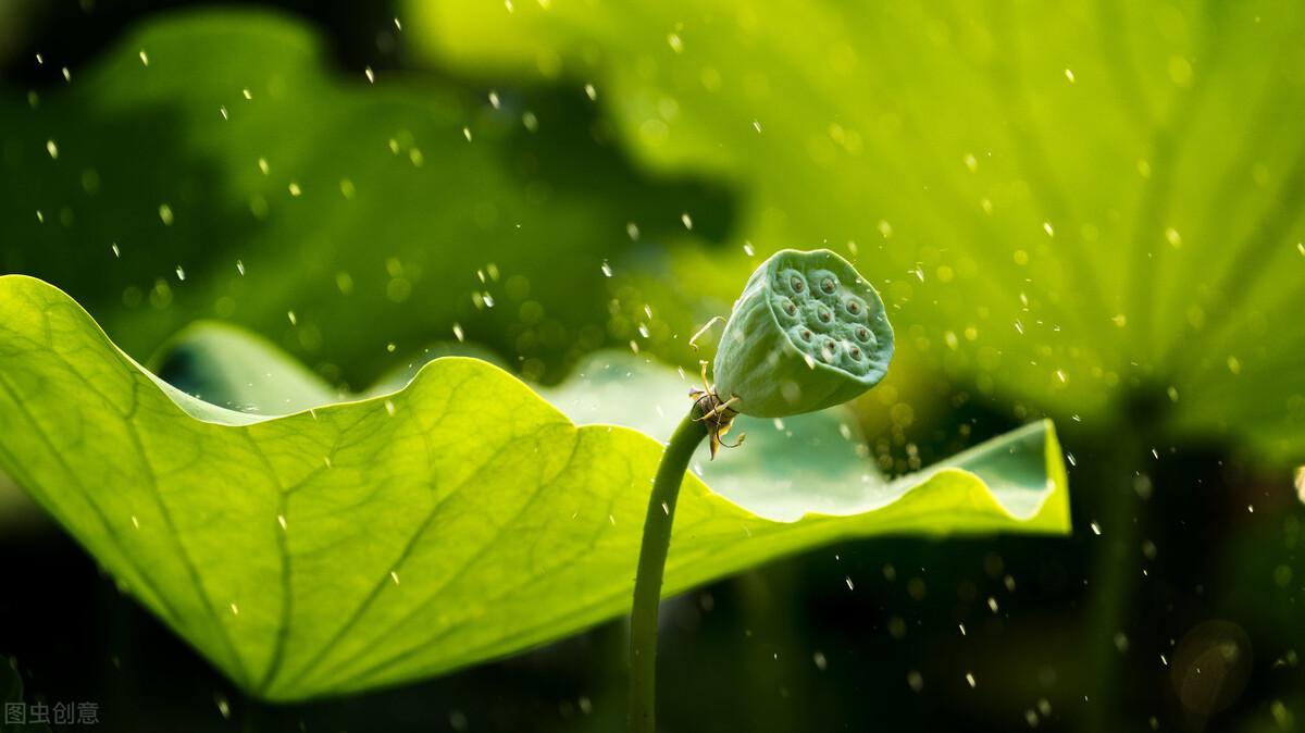 荷花雨过天晴经典诗词（关于荷花的诗词150首）