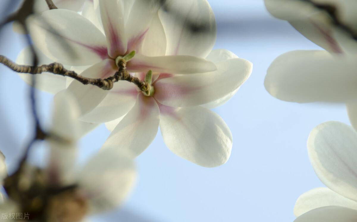 玉兰花经典诗词有哪些（四首写玉兰花的古诗词）