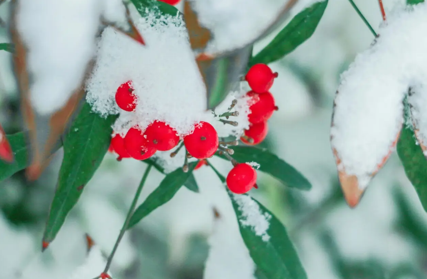 小雪经典诗词句（有关小雪的经典诗句）