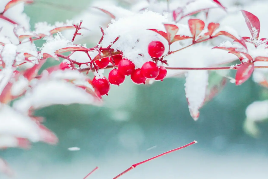 小雪经典诗词句（有关小雪的经典诗句）