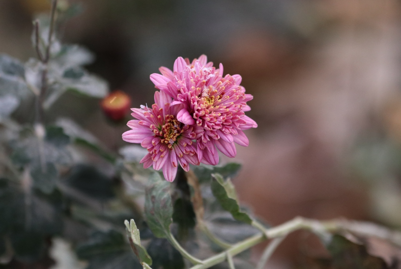 菊花禅意经典诗词（黄菊花残白菊花，孟冬风日亦云佳）