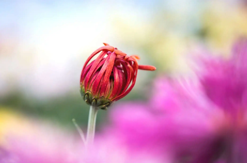 菊花禅意经典诗词（黄菊花残白菊花，孟冬风日亦云佳）