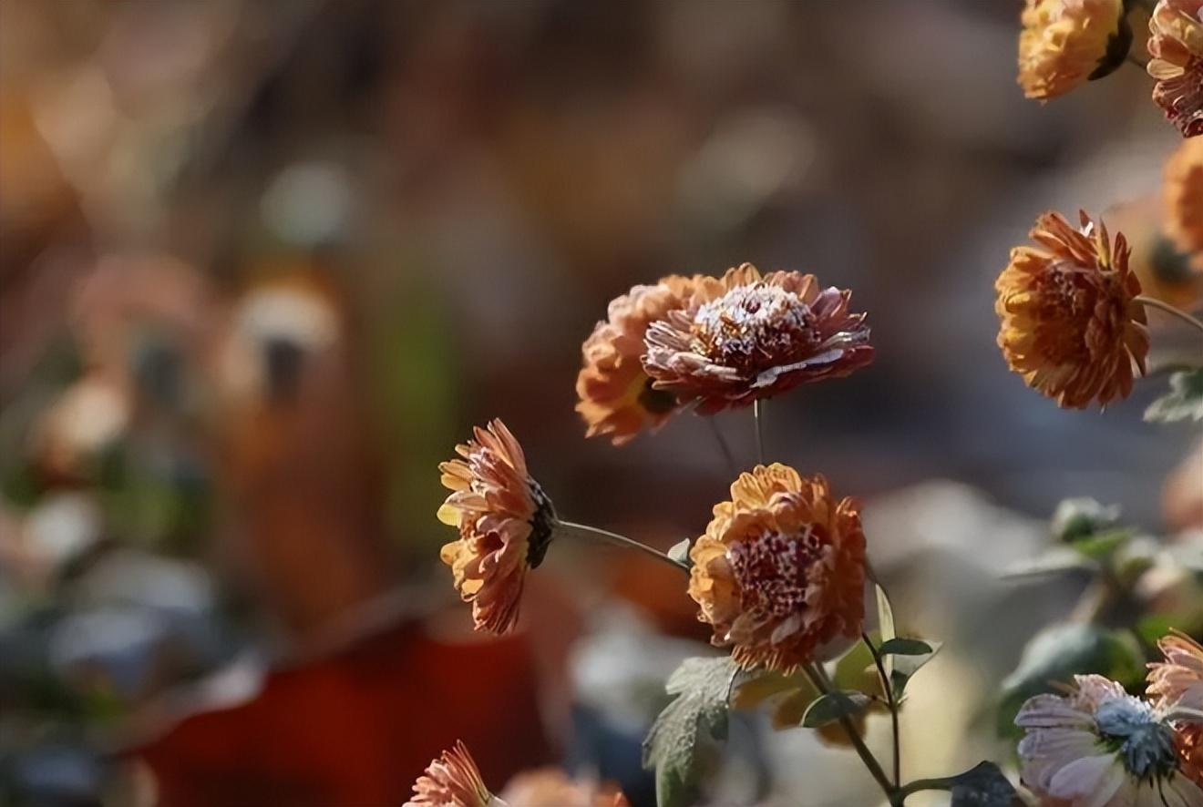 菊花禅意经典诗词（黄菊花残白菊花，孟冬风日亦云佳）