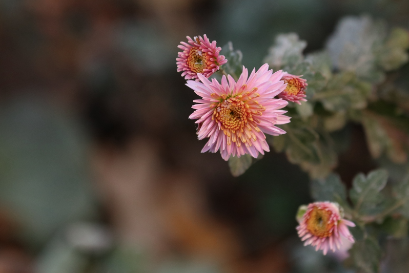 菊花禅意经典诗词（黄菊花残白菊花，孟冬风日亦云佳）