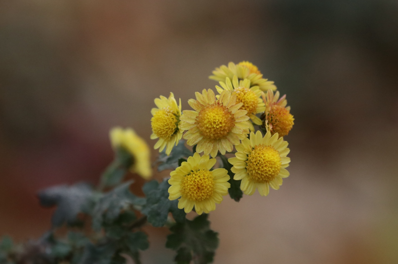 菊花禅意经典诗词（黄菊花残白菊花，孟冬风日亦云佳）