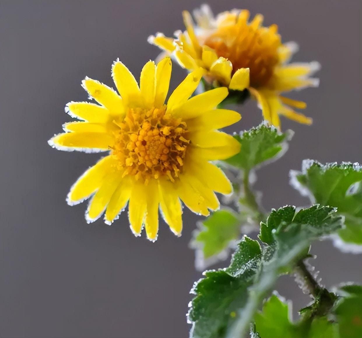 菊花禅意经典诗词（黄菊花残白菊花，孟冬风日亦云佳）