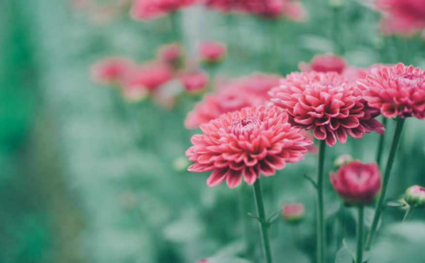 菊花禅意经典诗词（黄菊花残白菊花，孟冬风日亦云佳）