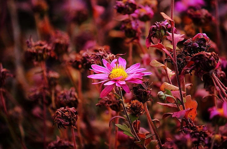 菊花禅意经典诗词（黄菊花残白菊花，孟冬风日亦云佳）