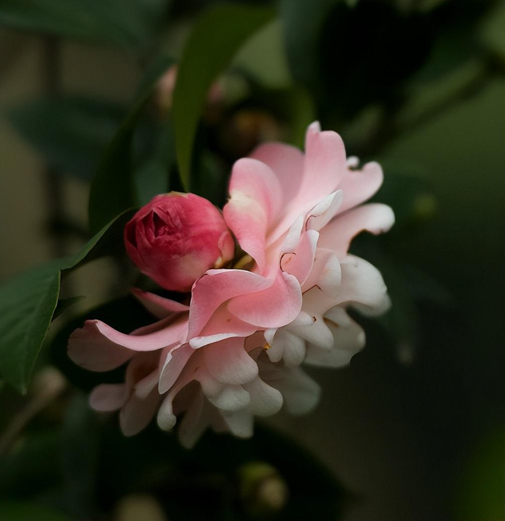 冬阳初照，山茶始开（有关山茶的经典诗句）