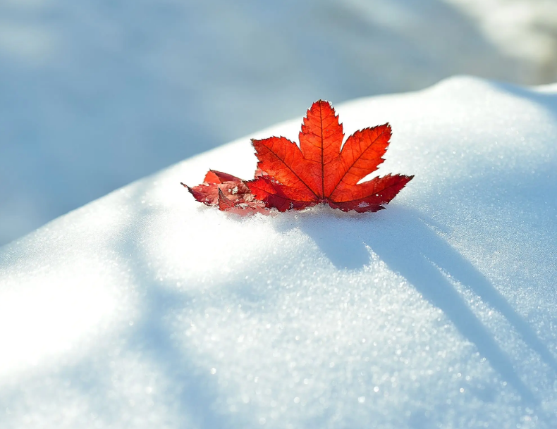 喜雪经典诗词大全（有关喜雪的诗词）