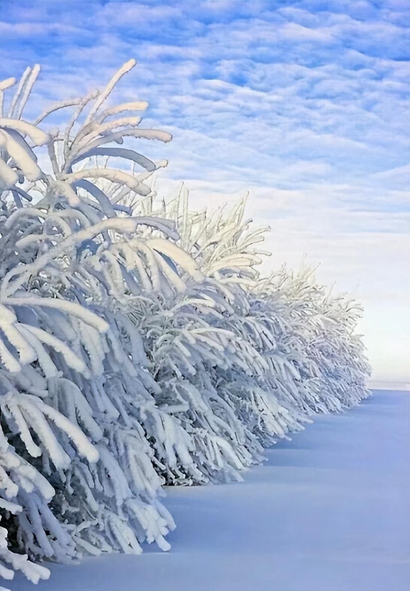 喜雪经典诗词大全（有关喜雪的诗词）