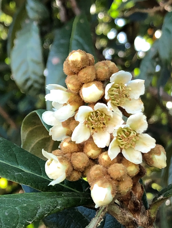 有关枇杷花的优美诗句（枇杷自是冬心树，花开抵得北风寒）