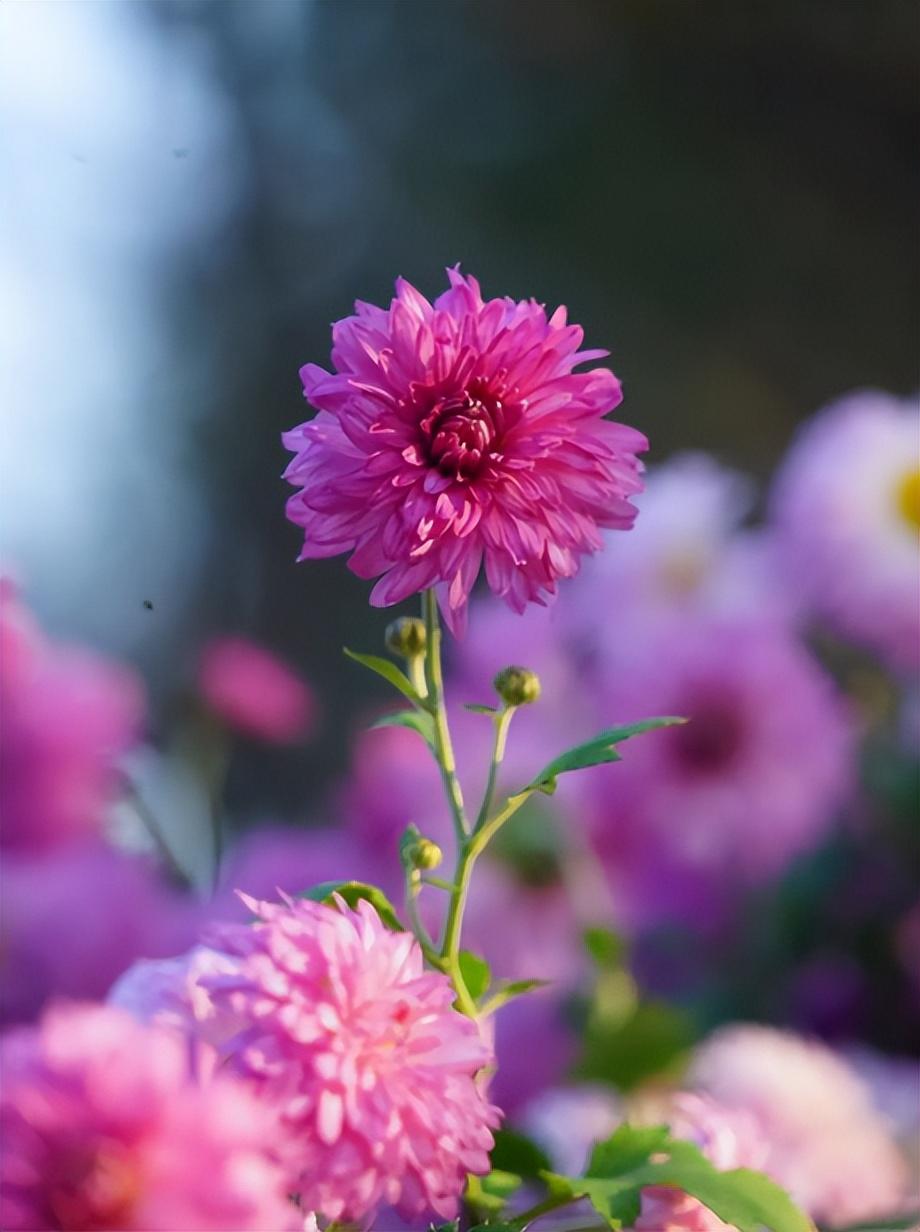 赏菊经典诗词有哪些（有关赏菊的经典诗句）