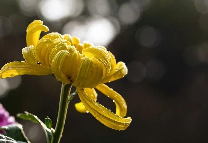 黄花经典诗词有哪些（关于黄花的优美诗句）