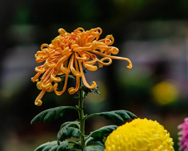 赞美菊花经典诗词鉴赏（不恨开时晚，自知能傲霜）