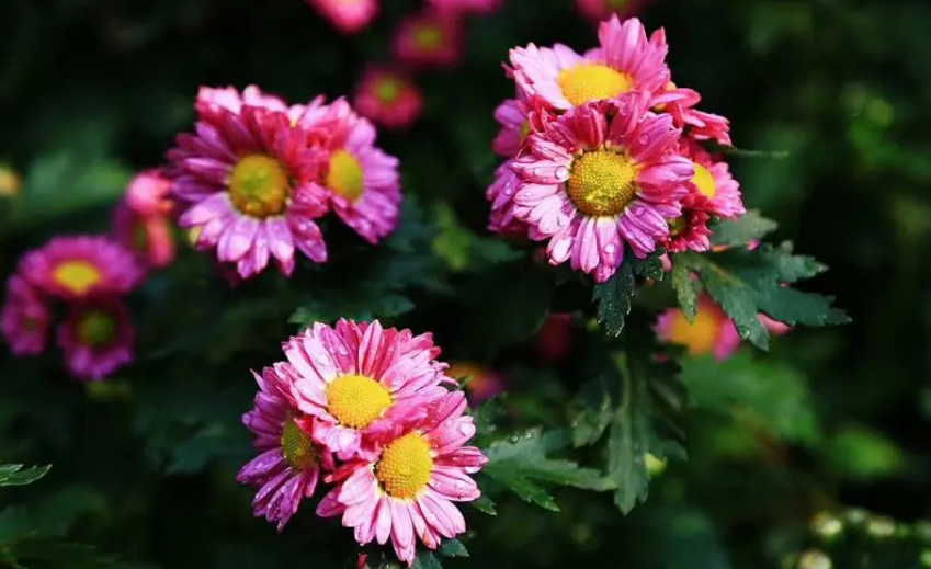 赞美菊花经典诗词鉴赏（不恨开时晚，自知能傲霜）