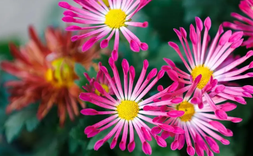 赞美菊花经典诗词鉴赏（不恨开时晚，自知能傲霜）