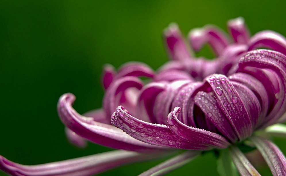 赞美菊花经典诗词鉴赏（不恨开时晚，自知能傲霜）