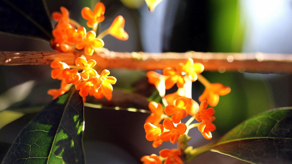 桂花经典古诗有哪些（有关桂花的唯美诗句）