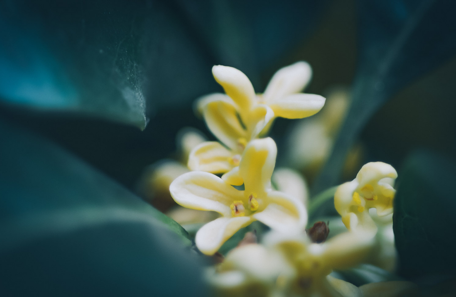 桂花经典古诗有哪些（有关桂花的唯美诗句）