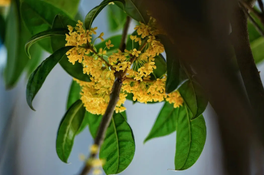 桂花经典古诗有哪些（有关桂花的唯美诗句）