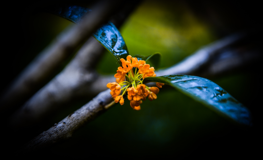 桂花经典古诗有哪些（有关桂花的唯美诗句）