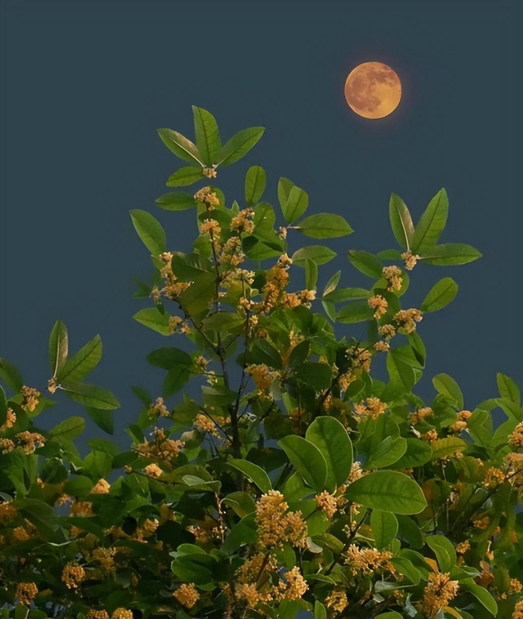 桂花经典古诗有哪些（有关桂花的唯美诗句）