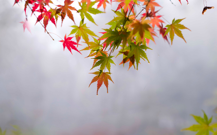 清秋有梦，雨落成诗（十二首初秋唯美古诗名句）