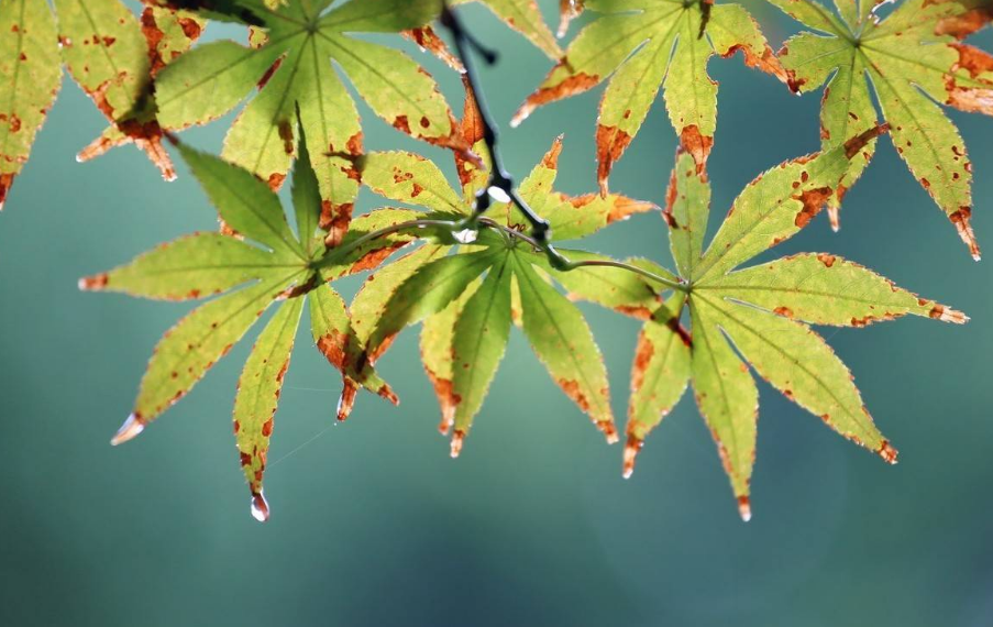 清秋有梦，雨落成诗（十二首初秋唯美古诗名句）