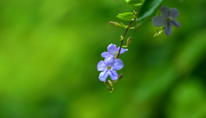 清秋有梦，雨落成诗（十二首初秋唯美古诗名句）