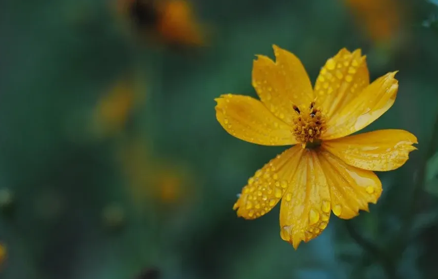 清秋有梦，雨落成诗（十二首初秋唯美古诗名句）