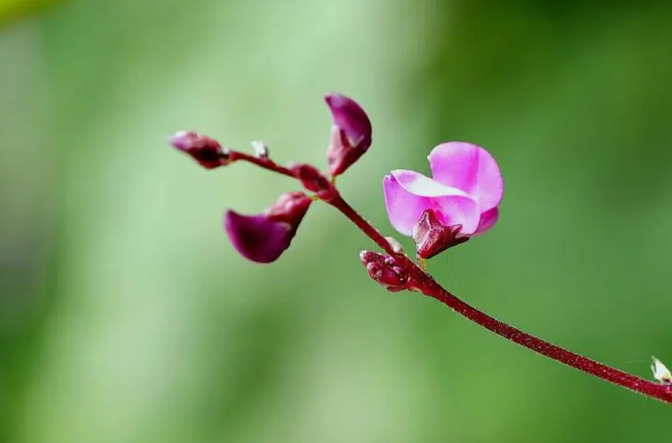 扁豆花经典古诗词（有关扁豆花的诗词）