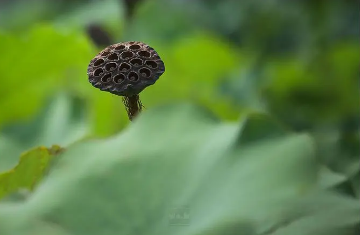 暑气渐收，秋色入眸（关于早秋的唯美诗句推荐）