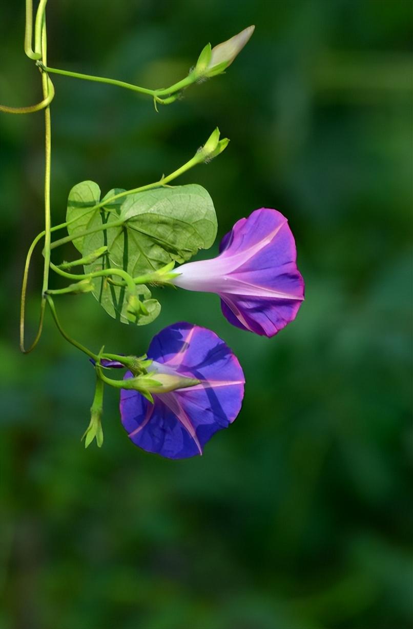 牵牛花经典古诗词鉴赏（有关牵牛花的唯美诗句）