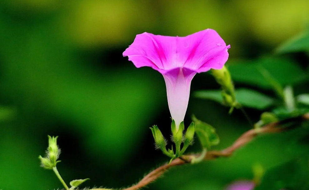 牵牛花经典古诗词鉴赏（有关牵牛花的唯美诗句）