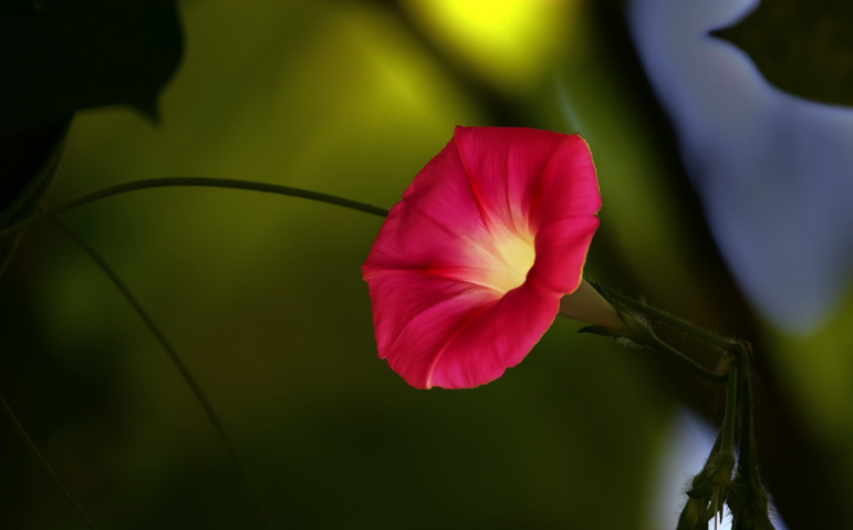 牵牛花经典古诗词鉴赏（有关牵牛花的唯美诗句）