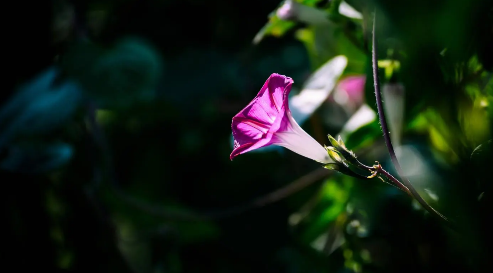 牵牛花经典古诗词鉴赏（有关牵牛花的唯美诗句）