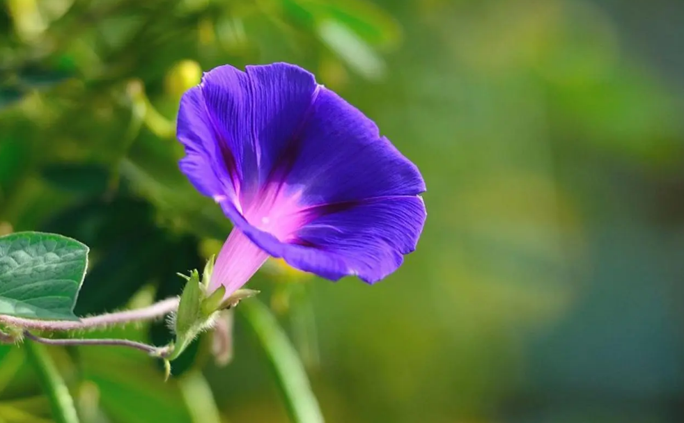 牵牛花经典古诗词鉴赏（有关牵牛花的唯美诗句）