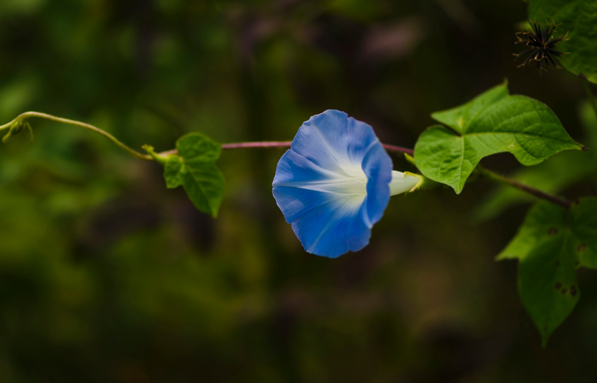 牵牛花经典古诗词鉴赏（有关牵牛花的唯美诗句）