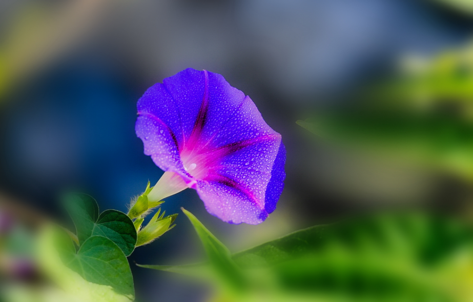 牵牛花经典古诗词鉴赏（有关牵牛花的唯美诗句）