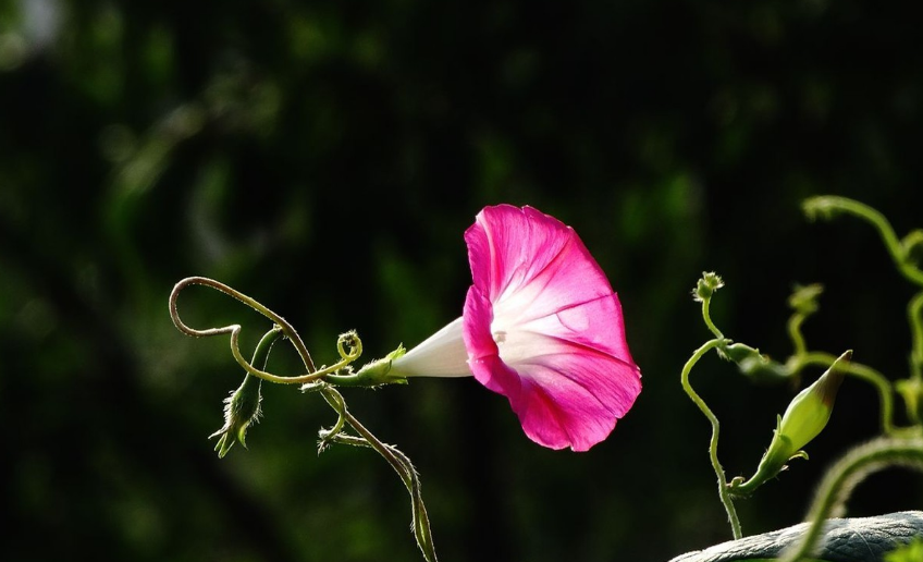 牵牛花经典古诗词鉴赏（有关牵牛花的唯美诗句）