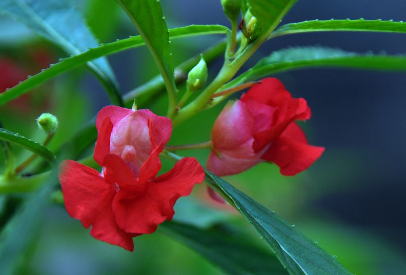 凤仙花经典古诗大全（有关凤仙花的唯美诗句）