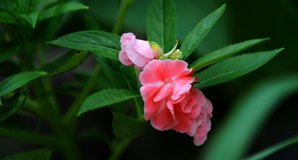 凤仙花经典古诗大全（有关凤仙花的唯美诗句）