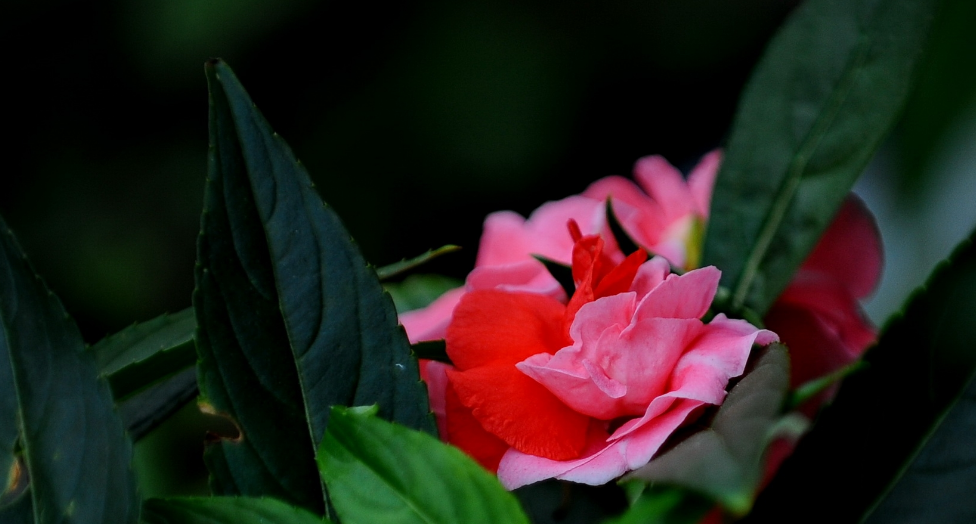 凤仙花经典古诗大全（有关凤仙花的唯美诗句）