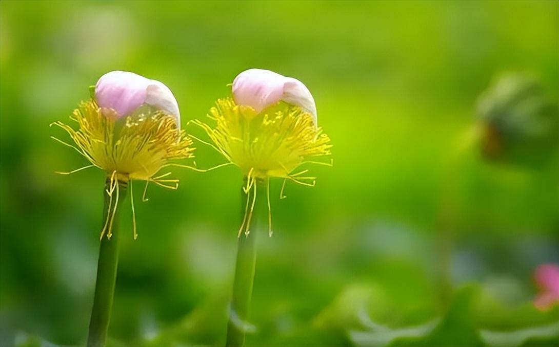 风华不待晚，露叶已惊秋（关于惊秋的优美诗句）