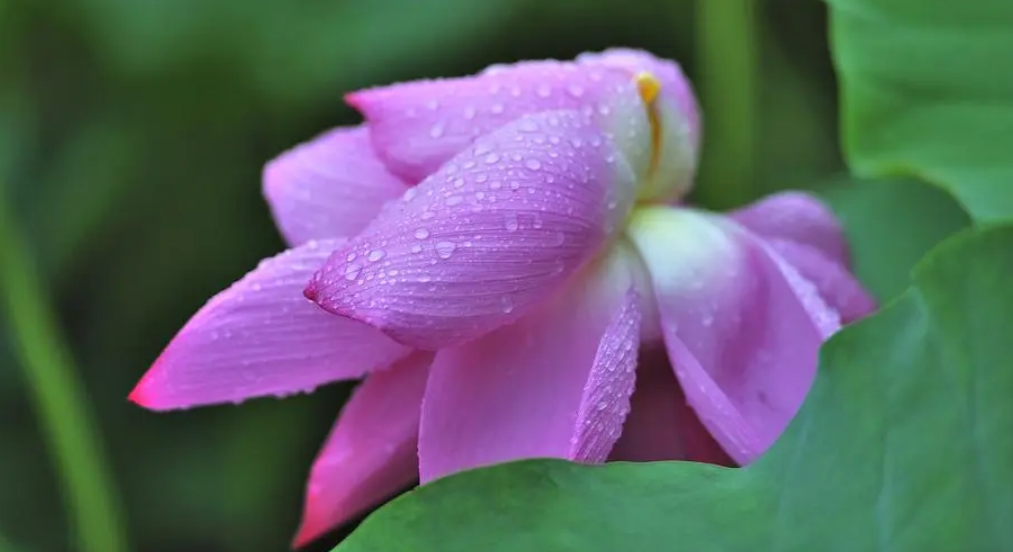 荷花经典古诗大全（十首有关雨中荷的诗句）