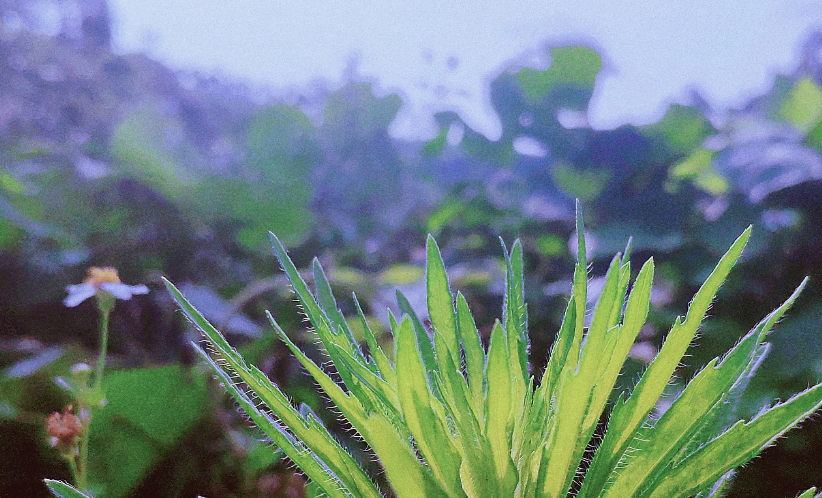 夏早日初长，南风草木香（关于早夏的唯美诗句）