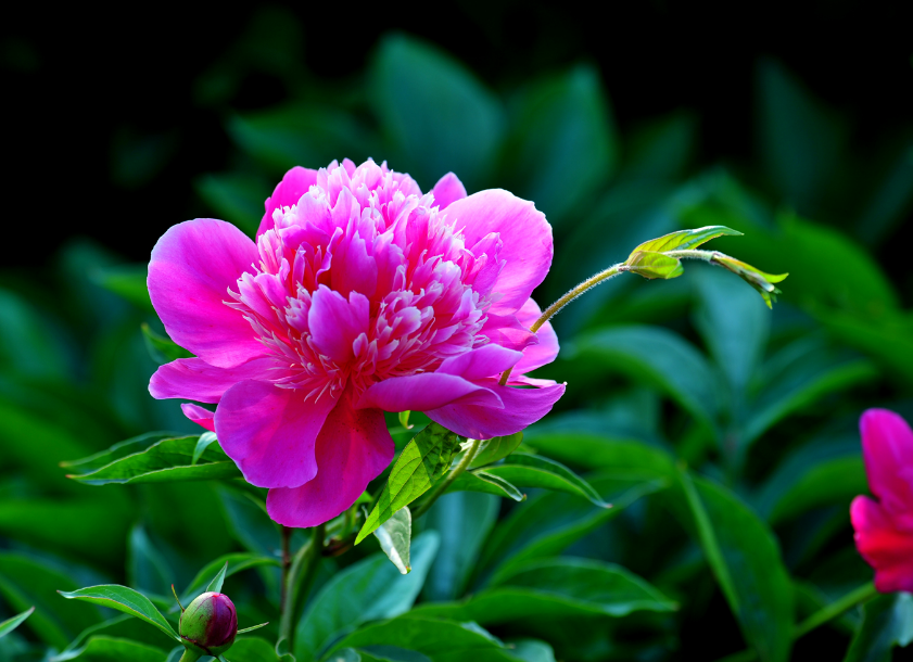 关于芍药花的经典古诗词鉴赏（风姿绰约，千娇百媚）