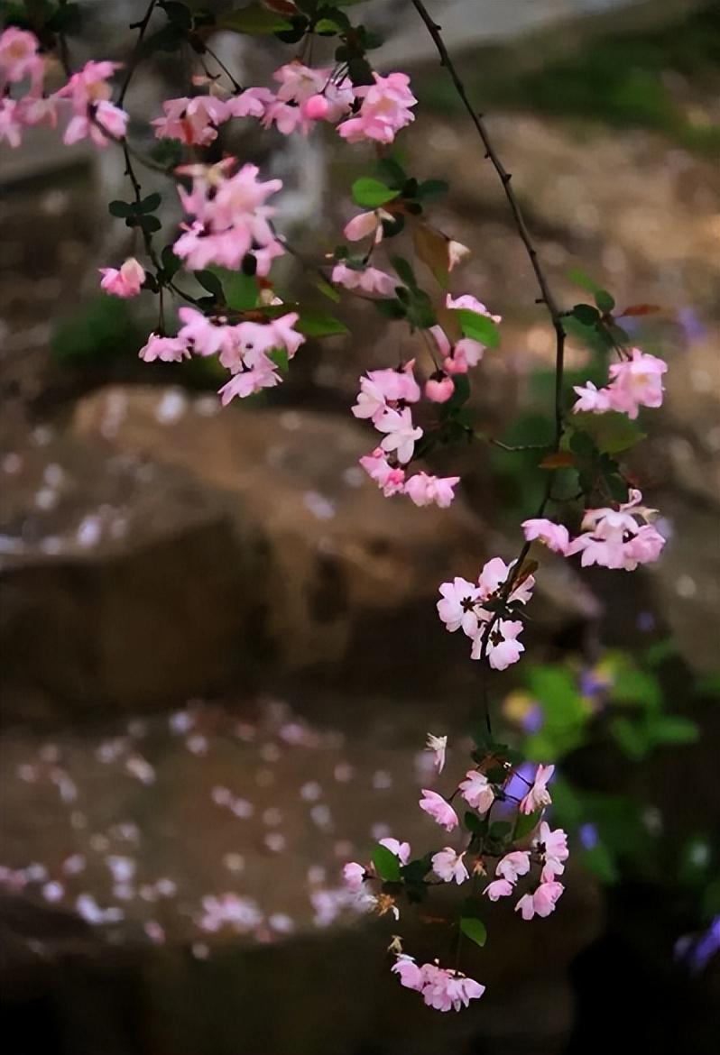 落花唯美古诗大全（有关落花的经典诗词）