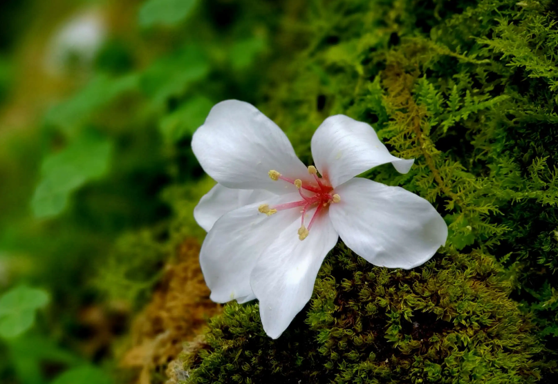 落花唯美古诗大全（有关落花的经典诗词）